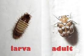 carpet beetles aztec organic pest service