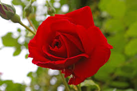 flora red rose flower bed