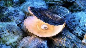 your oyster meaning origin