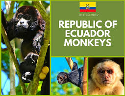 ecuadorian monkeys monkeys native to