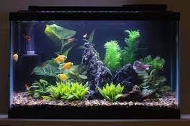 Most Beautiful Freshwater Tanks ( All Time ) gambar png