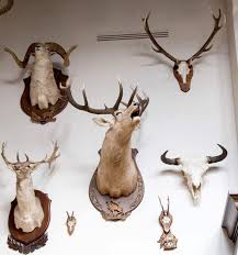 4 Diffe Types Of Deer Mounts And