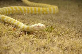 albino ball python morph care t