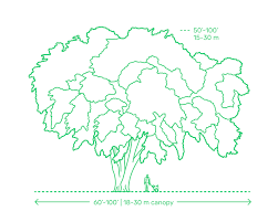 American Elm Tree Dimensions Drawings Dimensions Guide