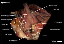 mouth dissection 3d anatomy