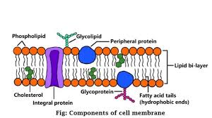 components of cell membrane science query