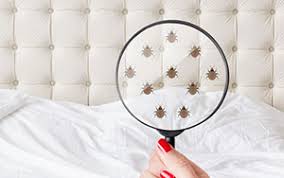 5 bugs that look like bed bugs pest