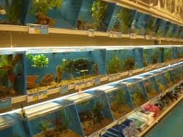 *please note that local best place in the area to get fish. Fish Pet Shops Near Me Pet S Gallery