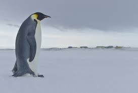 Penguins fast for prolonged periods during breeding seasons; Emperor Penguins Australian Antarctic Program