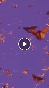 We hope you enjoy our growing collection of hd images to use as a background or home screen for your smartphone or computer. Live Aesthetic Wallpaper Video Gifs Butterfly Gif Walpaper Iphone