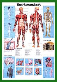 The Human Body Anatomy Wall Chart Poster Nuova Arti