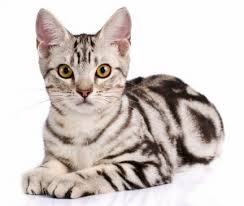 We are members of cfa and tica. Available American Shorthair Kittens For Sale Cats For Adoption