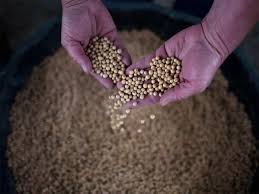 India Set To Plant More Land With Soybean Crops As Prices