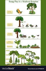 rainforest ecosystem diagram vector image