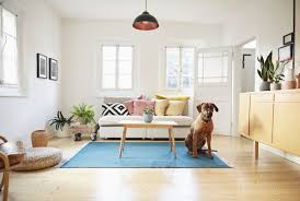 best dogs breeds for apartments or condos