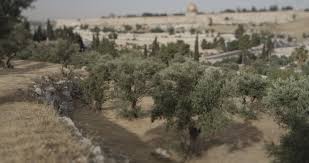 garden of gethsemane the gospels