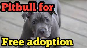 free pitbull dog for free adoption