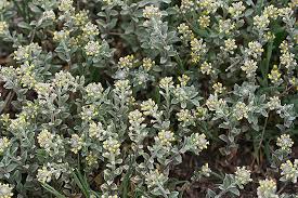 Alyssum minus - Colorado Wildflowers
