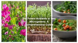 the potent nutrients in pea microgreens