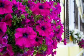 best plants to use in hanging baskets