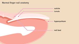 short nail beds causes and how to lengthen
