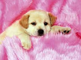200 pink puppies wallpapers