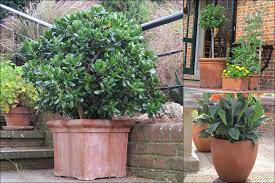 Large Terracotta Garden Pots