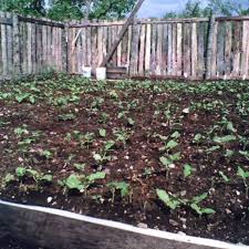 easy to grow bush green beans dengarden