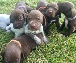 All health clearances on both parents. View Ad German Shorthaired Pointer Litter Of Puppies For Sale Near New York Watertown Usa Adn 140506