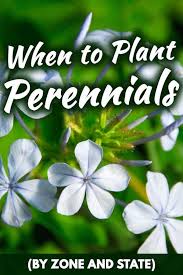 when to plant perennials by zone and