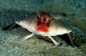 red lipped batfish facts fact
