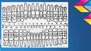 Charting Conditions Of The Teeth I Dental Charts Each