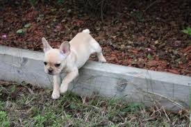Looking for black or any color. Cream Female French Bulldog For Sale Austin French Bulldogs