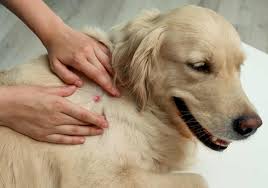 red lump on a dog our veterinarians