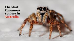 5 Most Venomous Spiders In Australia With Videos