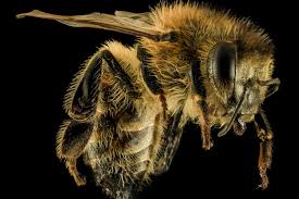 Honey Bees Can Understand The Surprisingly Complex Concept