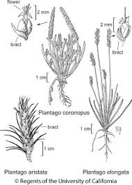 Plantago coronopus