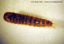Abgefallene haare der larve sollen allergien verursachen können. Brauner Pelzkafer Attagenus Smirnovi Institut Fur Schadlingskunde