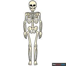 how to draw a skeleton really easy