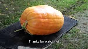 How To Grow A Giant Atlantic Pumpkin
