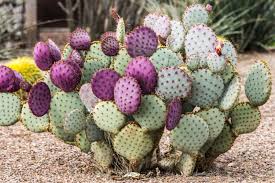 How To Grow Prickly Pear Cactus