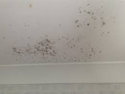 Get Rid Of Black Mold And Clean Mould