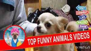 Top 25 best funny animal memes #humor. Top Funny Animals Videos