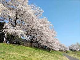 行ったつもりシリーズ】埼玉のお花見スポットをサイクリングでめぐる！＜前編＞ - Webメディア「mimiyori」