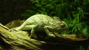 Stress is the enemy here, and unnecessary handling they are good pets but they can confuse you if you are a beginner. Can I House Veiled Chameleons Together My Pet Chameleon