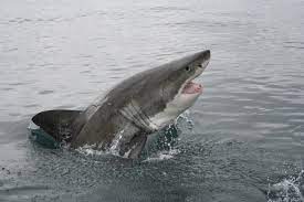 Climate crisis: Great white sharks ...