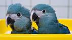 pictures of 2 parrots kissing and flying