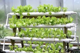 Assemble all you need · 4 pvc pipes. Hydroponic Market Tips To Build Hydroponic Unit Pvc Pipe Proche