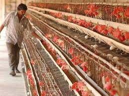 Covid-19 lockdown has severely hit the poultry industry with Q4 being the  worst quarter:ICRA - The Economic Times