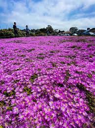 you must see the magic purple carpet of